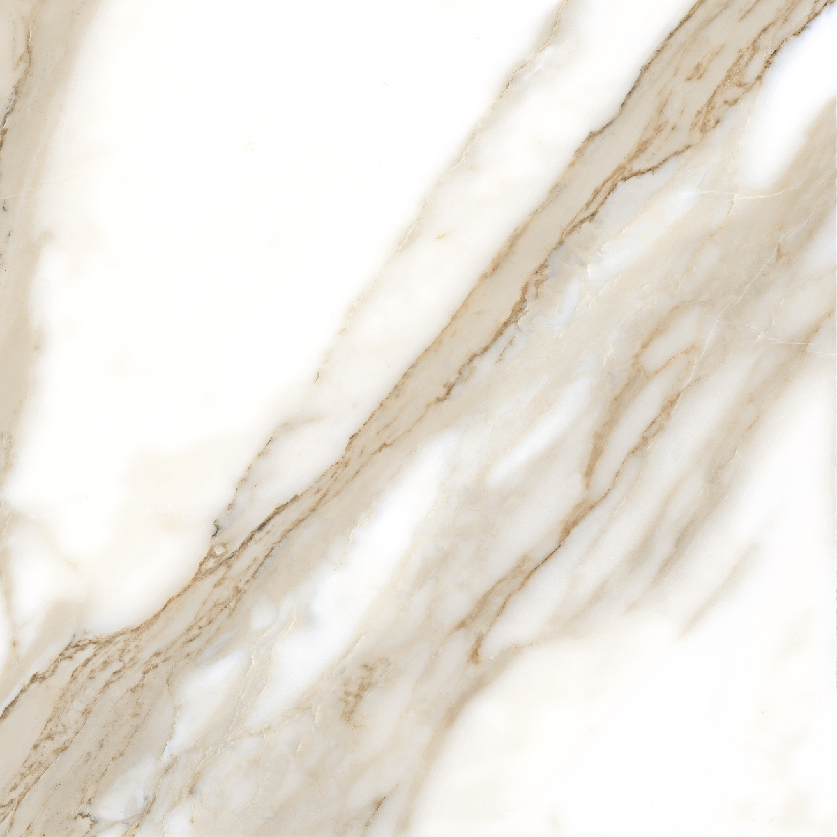 Calacatta  Rec 120X120