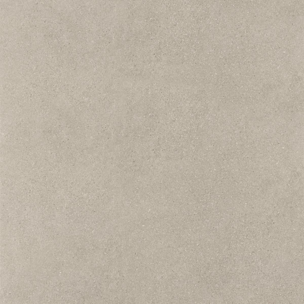 Hardy Tortora 75X75