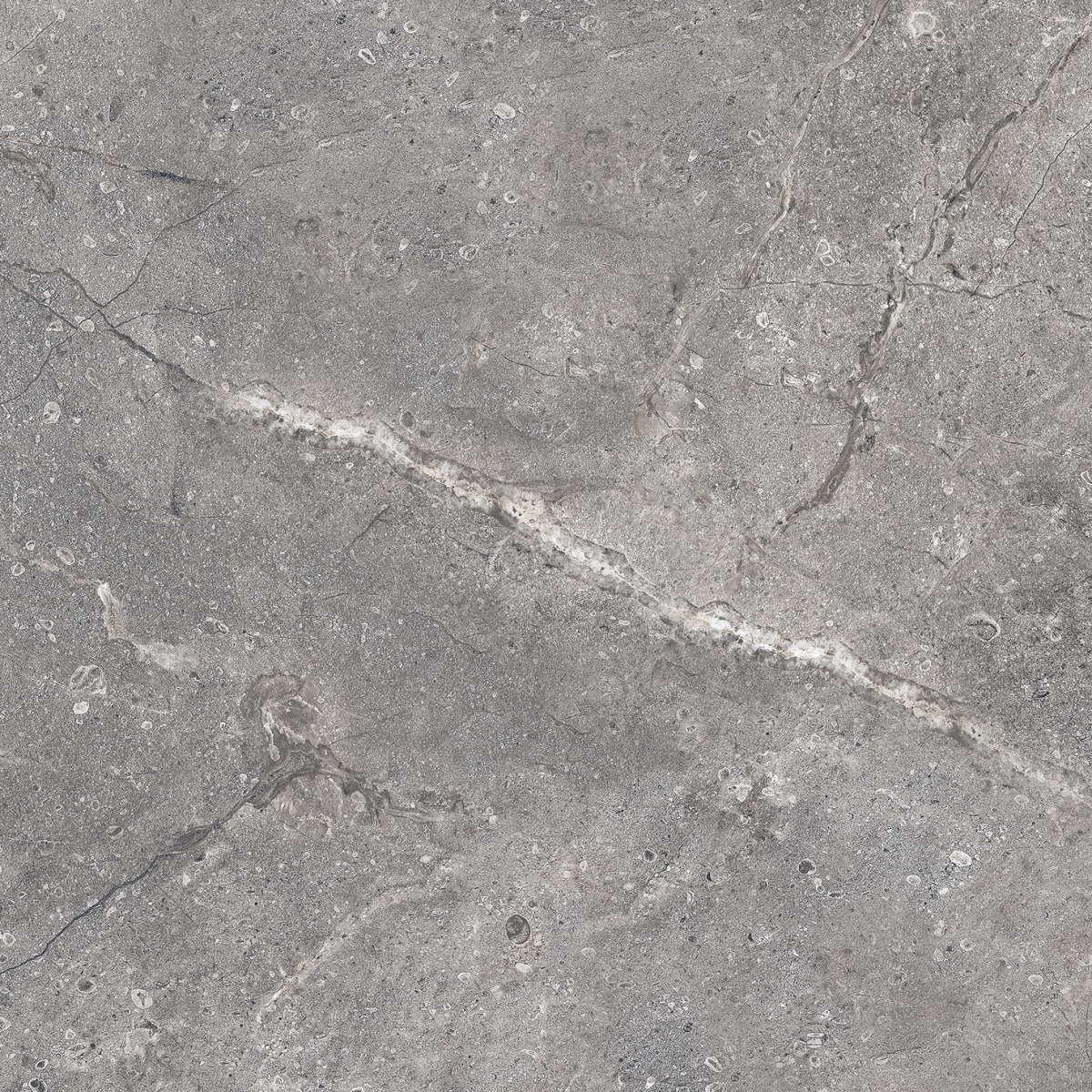 Lord Gris  75X75
