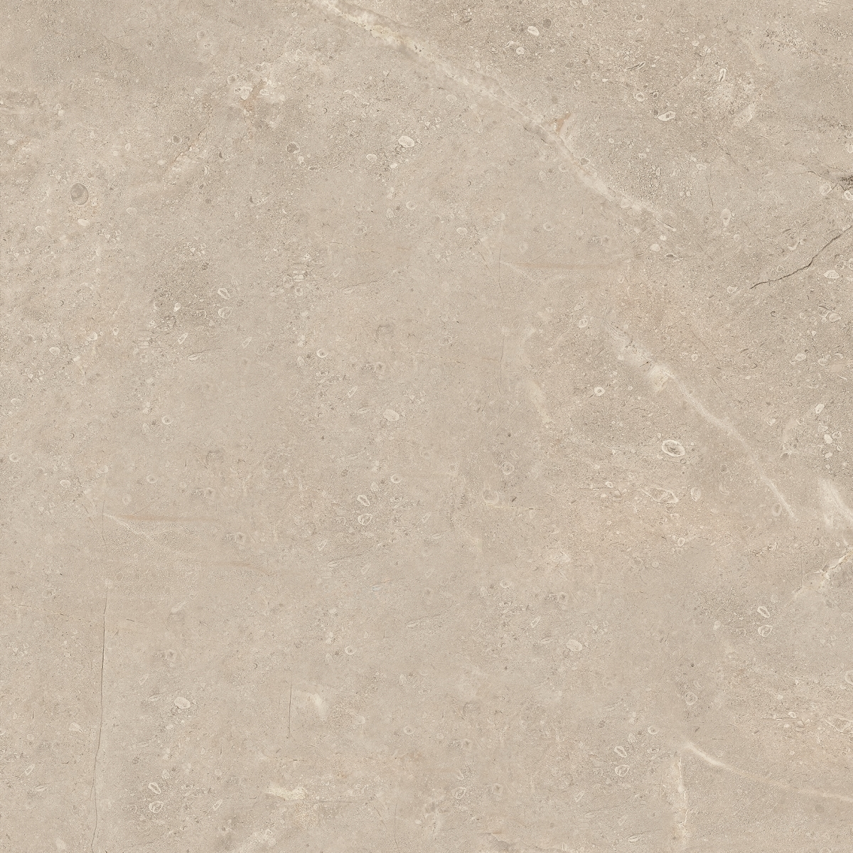 Lord Perla  75X75